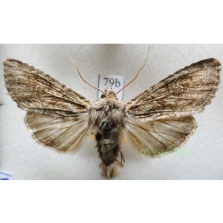 Apamea anceps (Denis & Schiffermüller, 1775) Czech79b